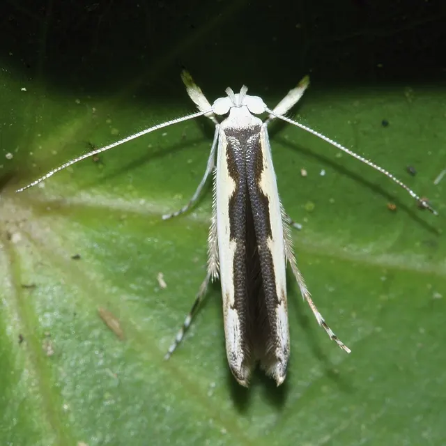 Vanicela