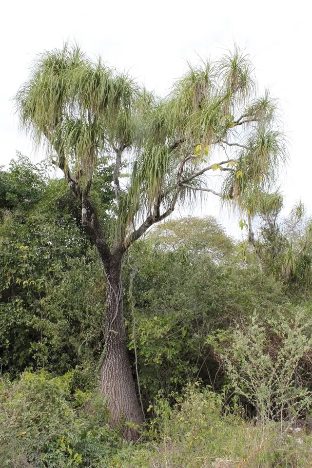 Beaucarnea recurvata
