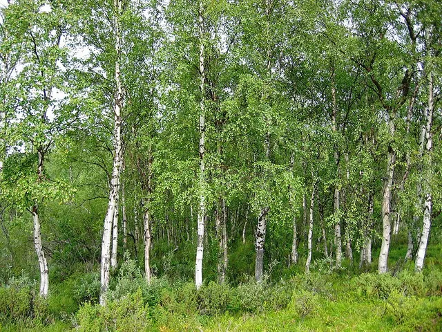 Betula pendula