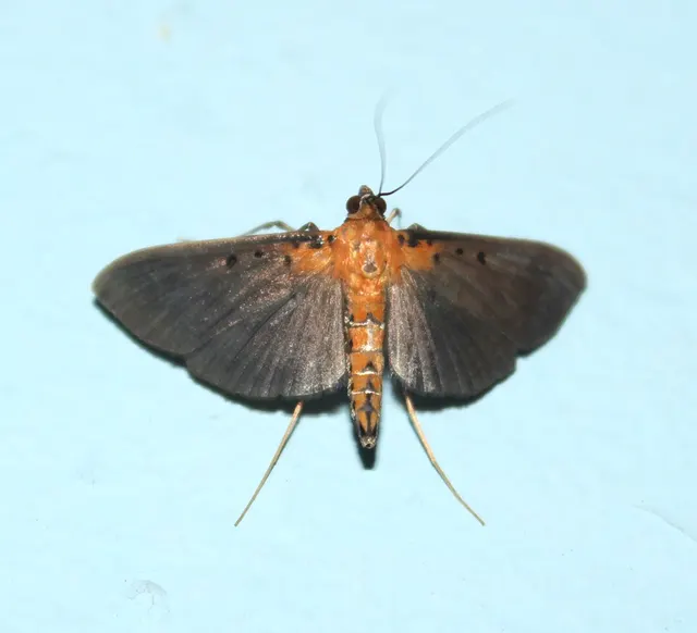 Filodes fulvidorsalis
