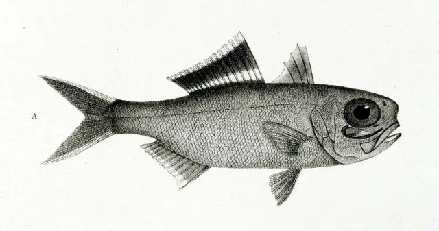 Anomalopidae