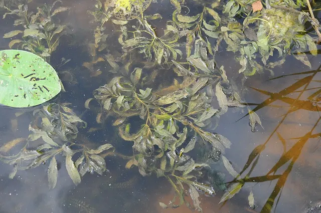 Potamogeton × angustifolius