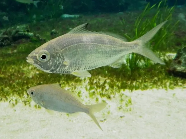 Mojarra