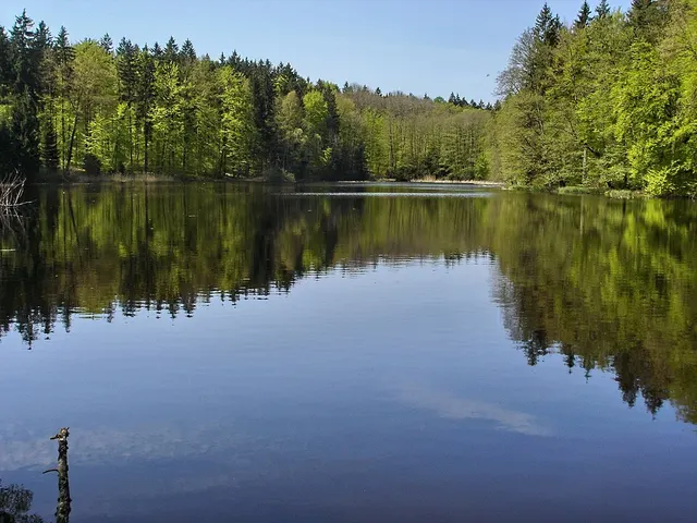 Altdorf Forest