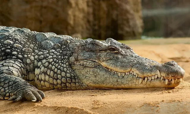 Crocodile attack