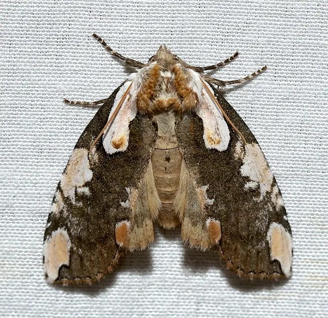 Euthyatira pudens