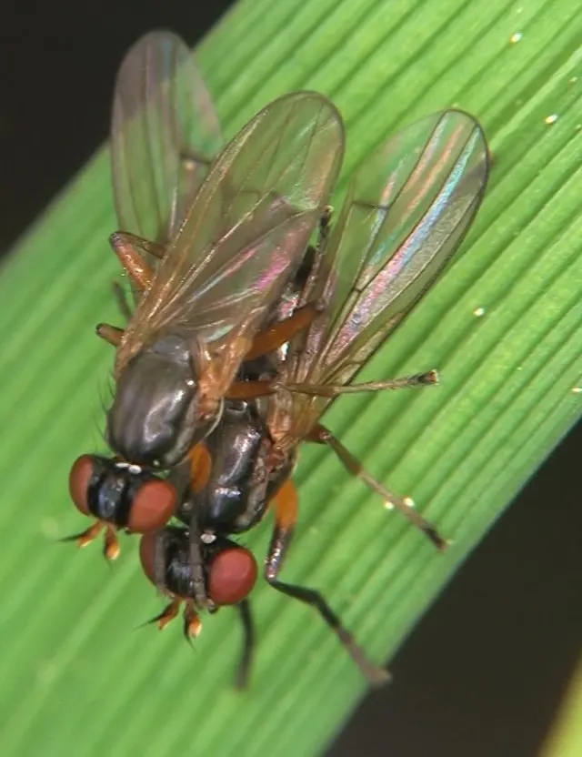 Anticheta atriseta