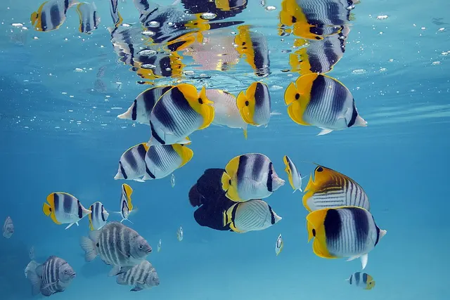 Poissons-papillons ou chétodontidés