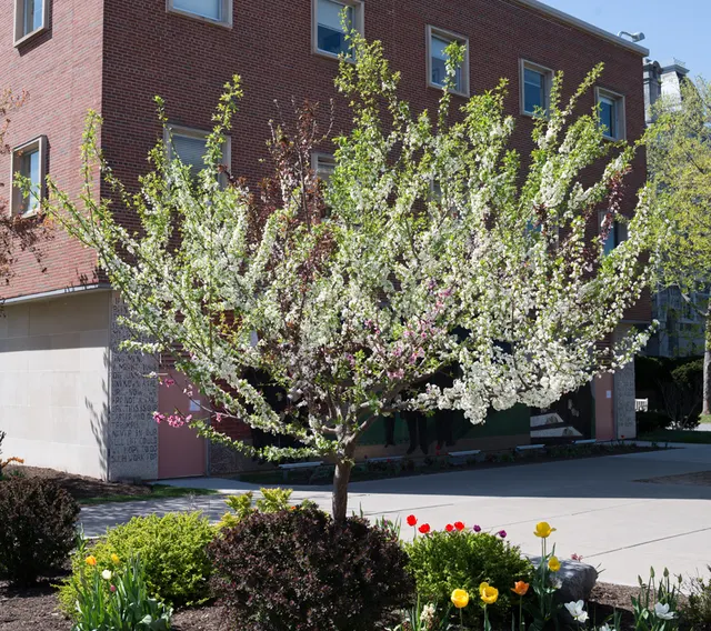 Tree of 40 Fruit
