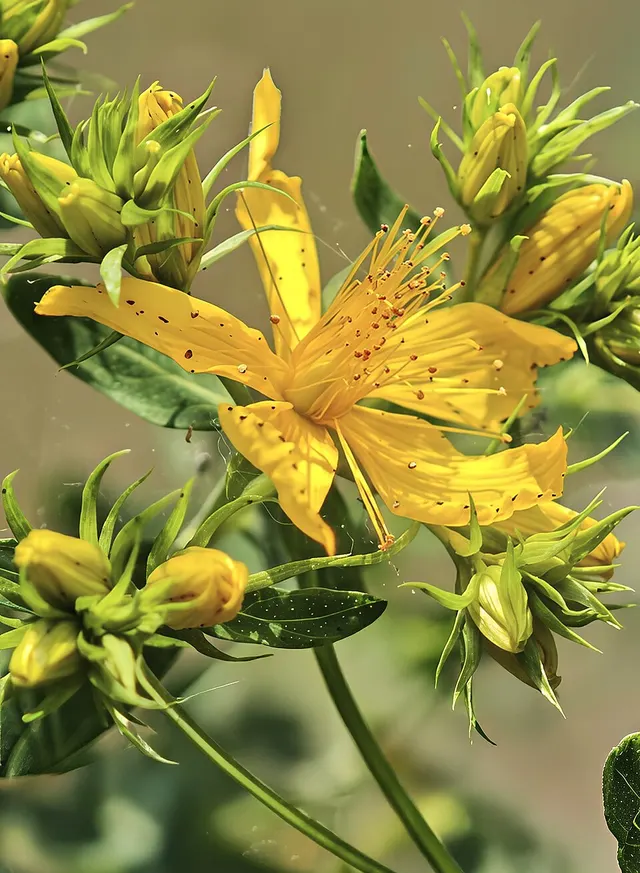 Hypericum