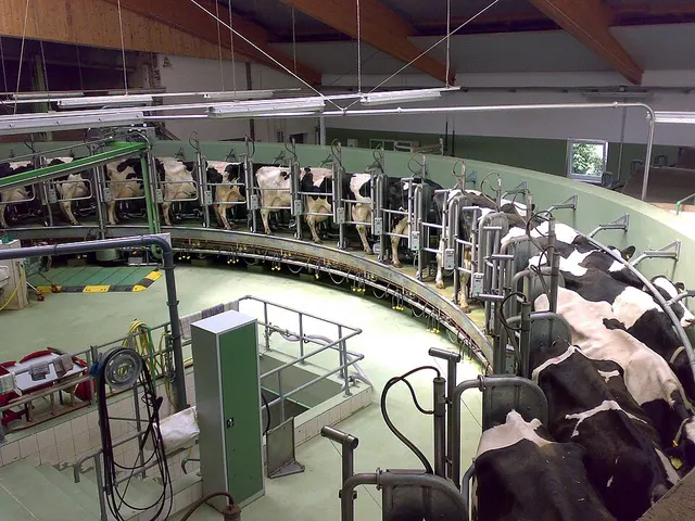 Dairy farming
