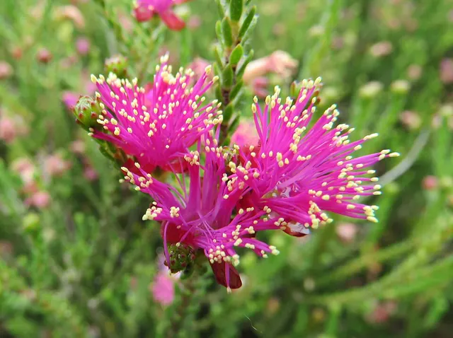 Eremaea fimbriata