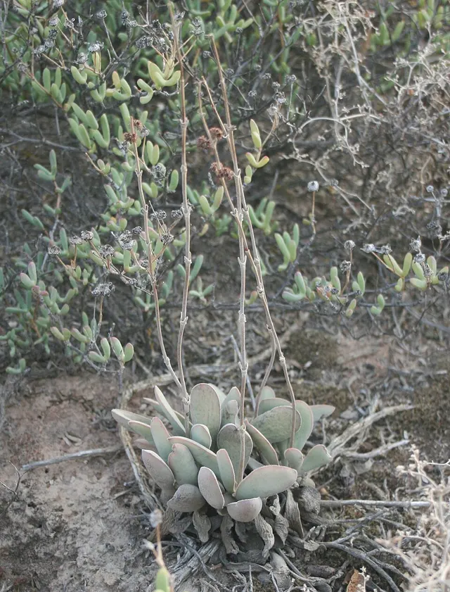 Crassula cotyledonis