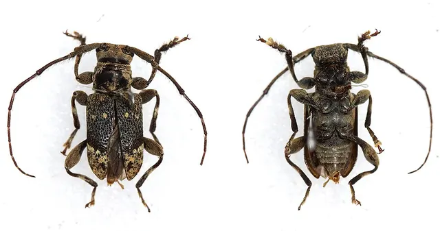 Dorcoeax ovalis