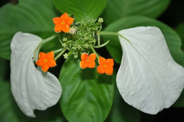 Mussaenda villosa