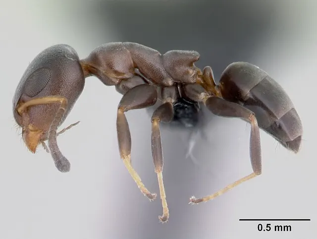 Turneria bidentata