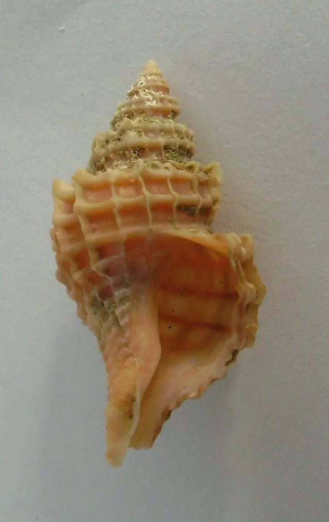 Zeatrophon