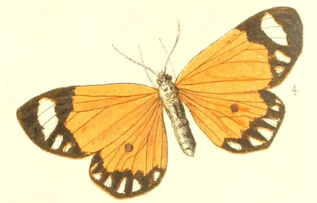 Mimaletis postica