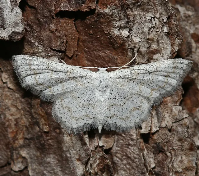 Lobocleta peralbata