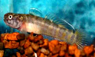 Mugilogobius rambaiae