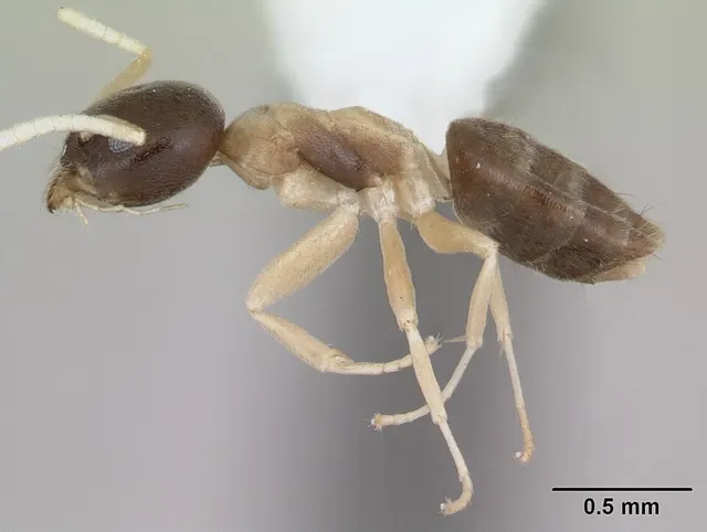 Tapinoma atriceps