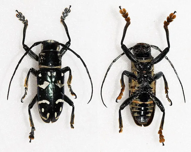 Faustabryna