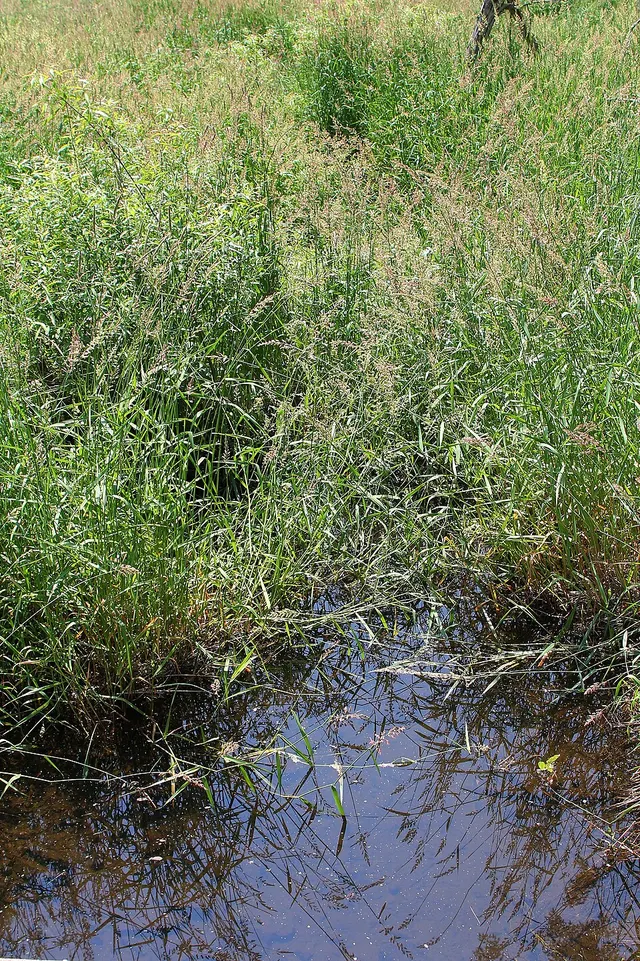 Bear Hollow Creek