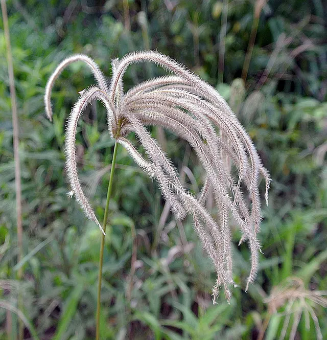 Stapfochloa