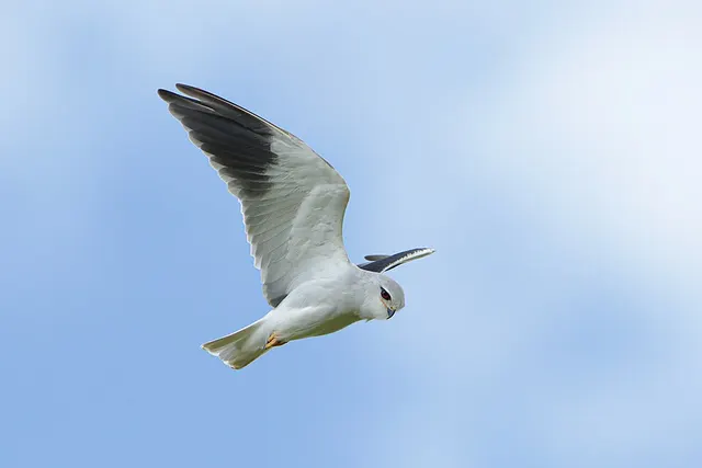 Elaninae