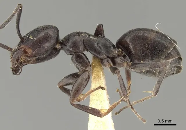 Tapinoma nigerrimum