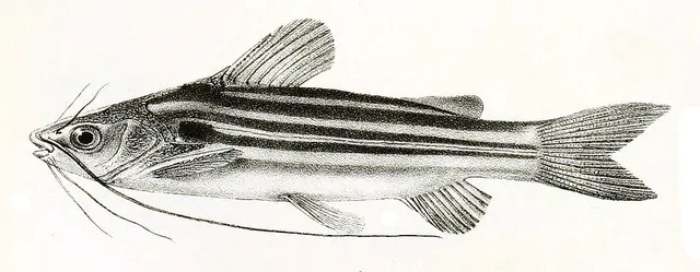 Mystus vittatus