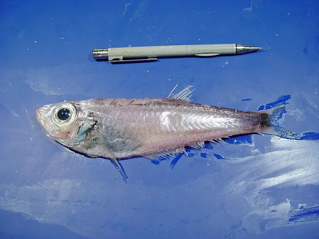 Bathyclupeidae
