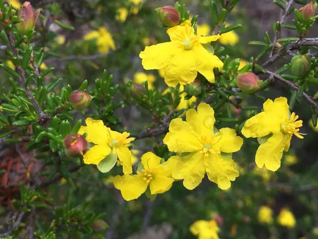 Hibbertia ericifolia