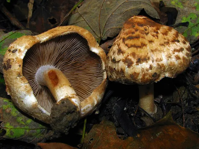 Inocybe fraudans