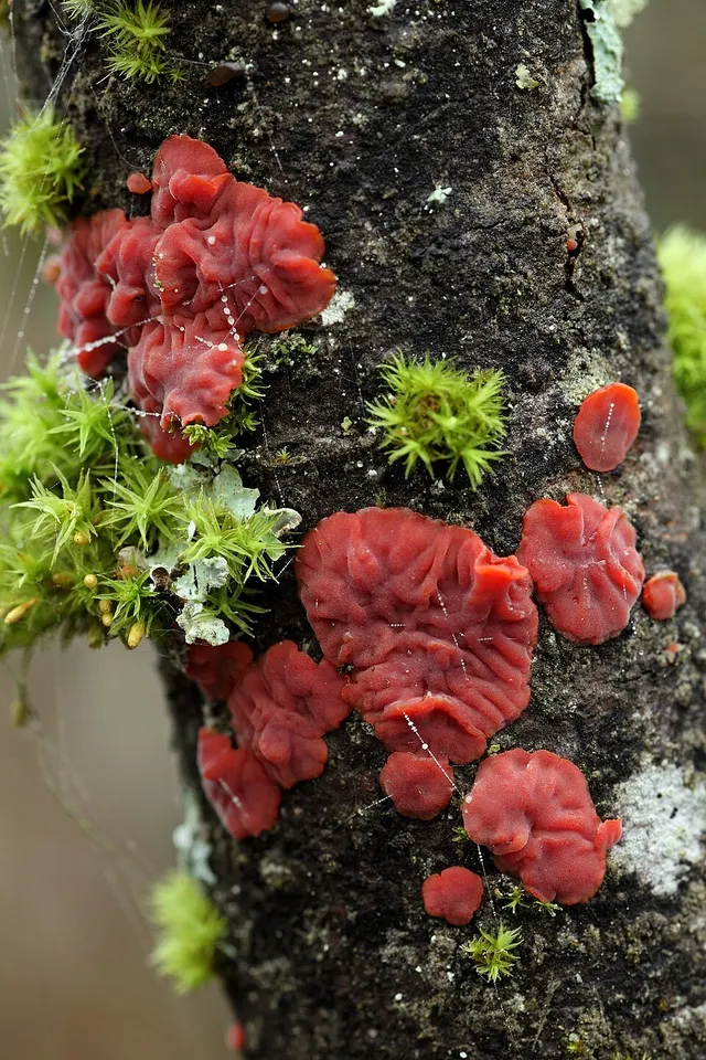 Cytidia salicina
