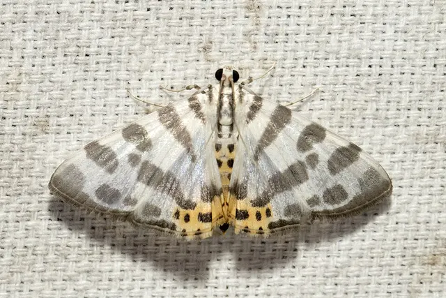 Pycnarmon abraxalis