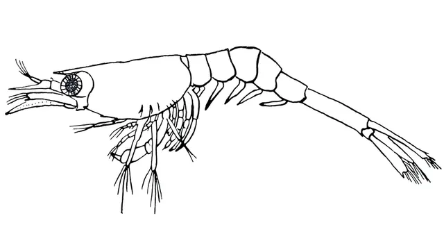 Crangon allmani