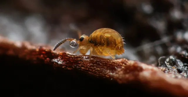 Katiannidae