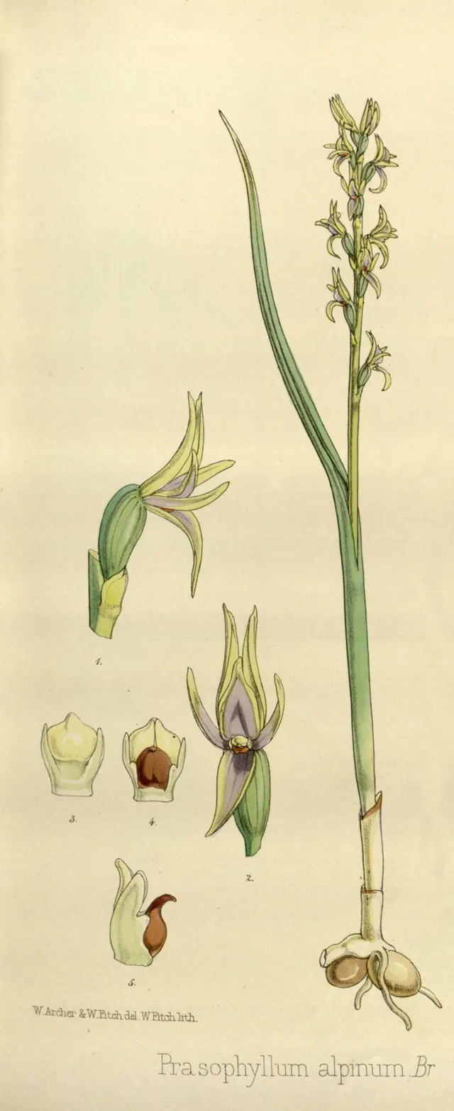 Prasophyllum alpinum