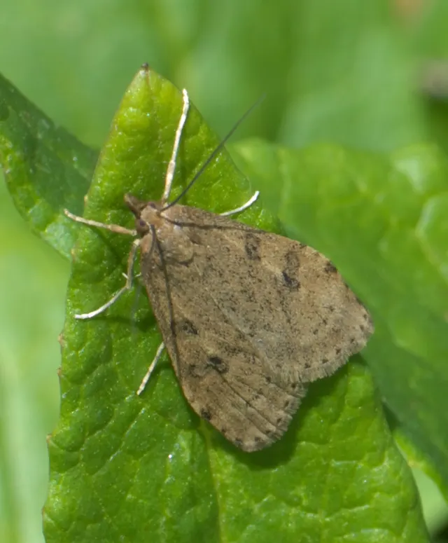 Udea turmalis