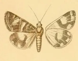 Drasteria picta