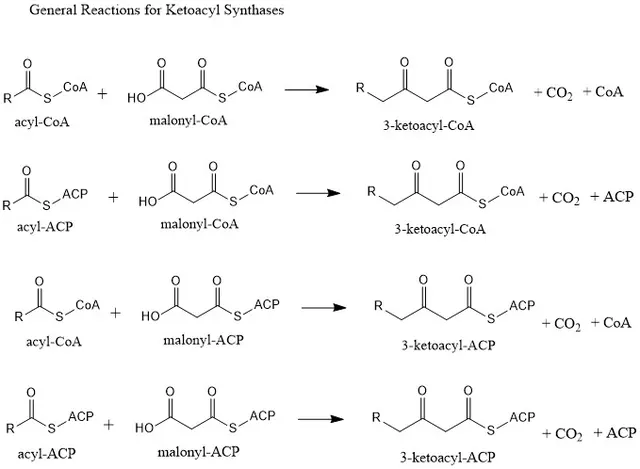 Ketoacyl synthase