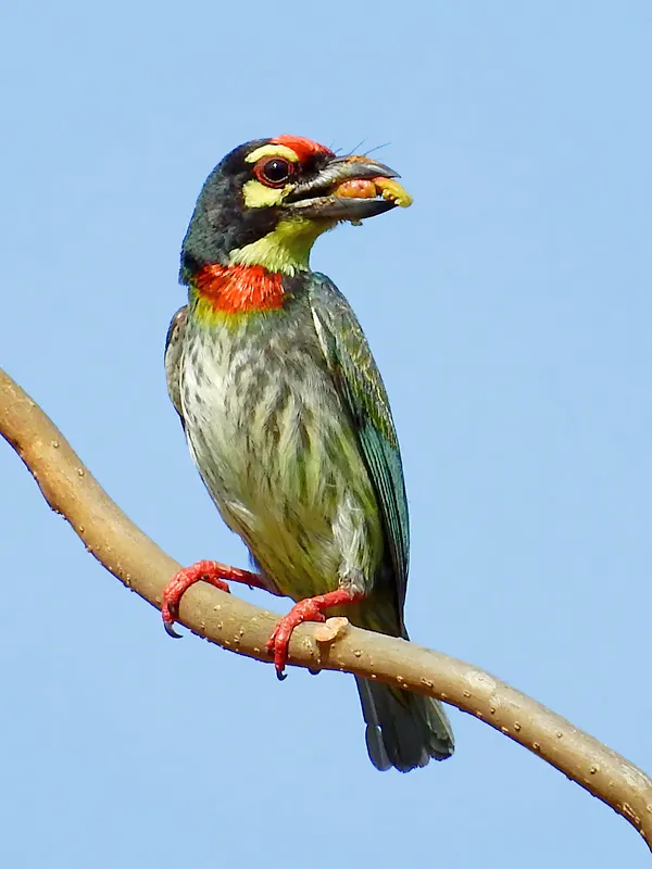 Coppersmith barbet
