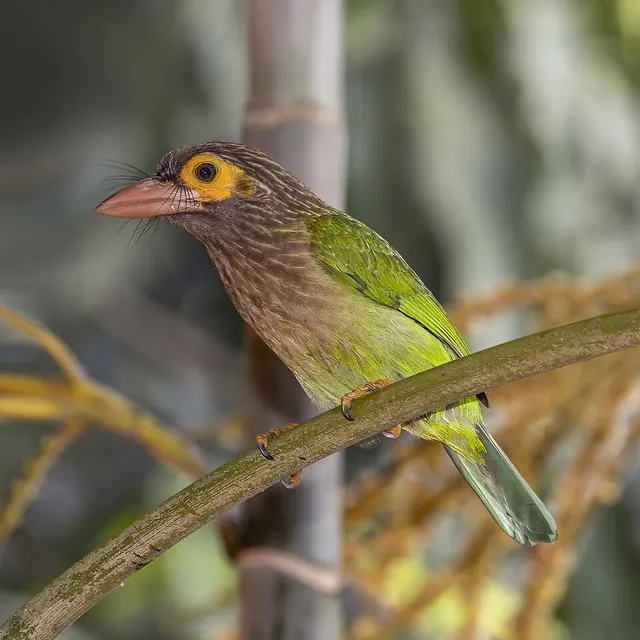 Brown-headed barbet