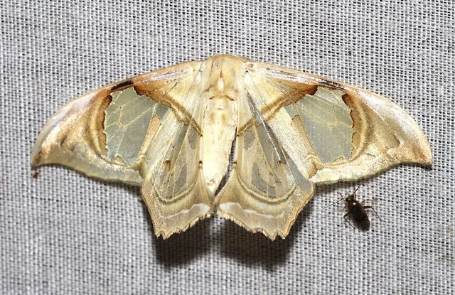 Macrauzata melanapex