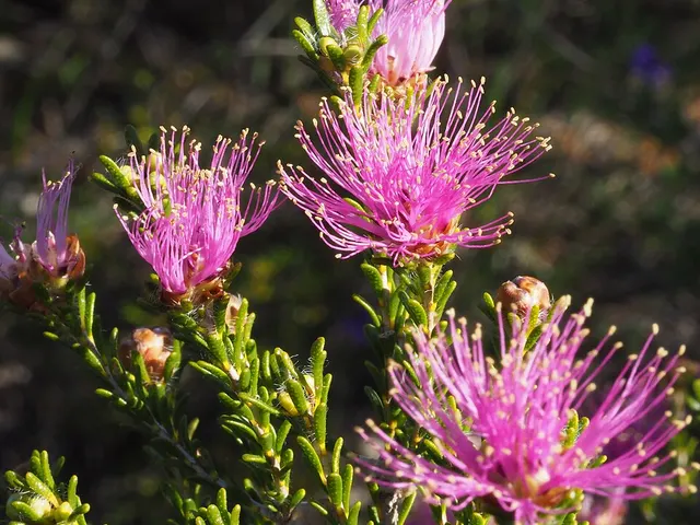 Melaleuca bisulcata