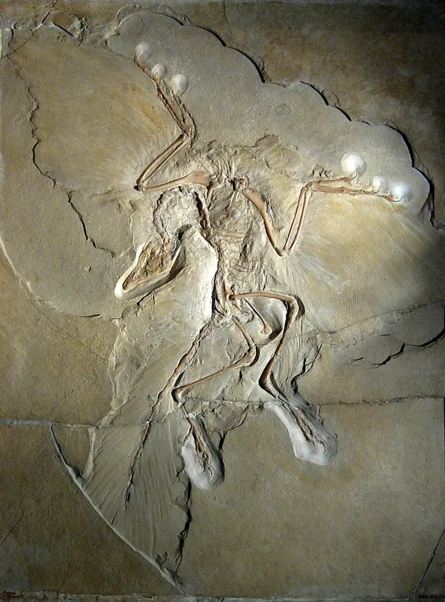 Evolution of birds