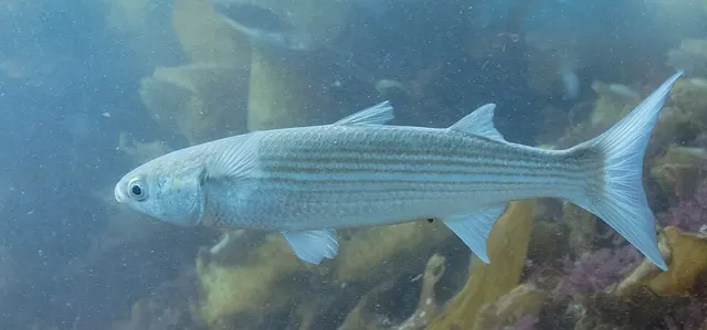 Flathead grey mullet