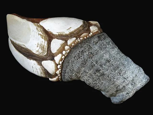 Goose barnacle