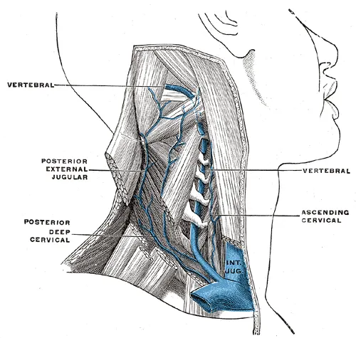 Deep cervical vein